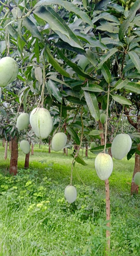 Mahebub Mango 🥭 Marchant